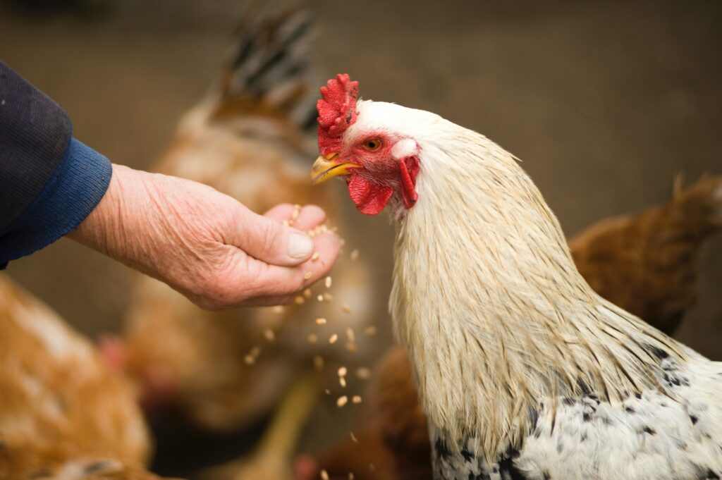 gallina de los huevos de oro, empresa, emprendimiento, reinvertir utilidades